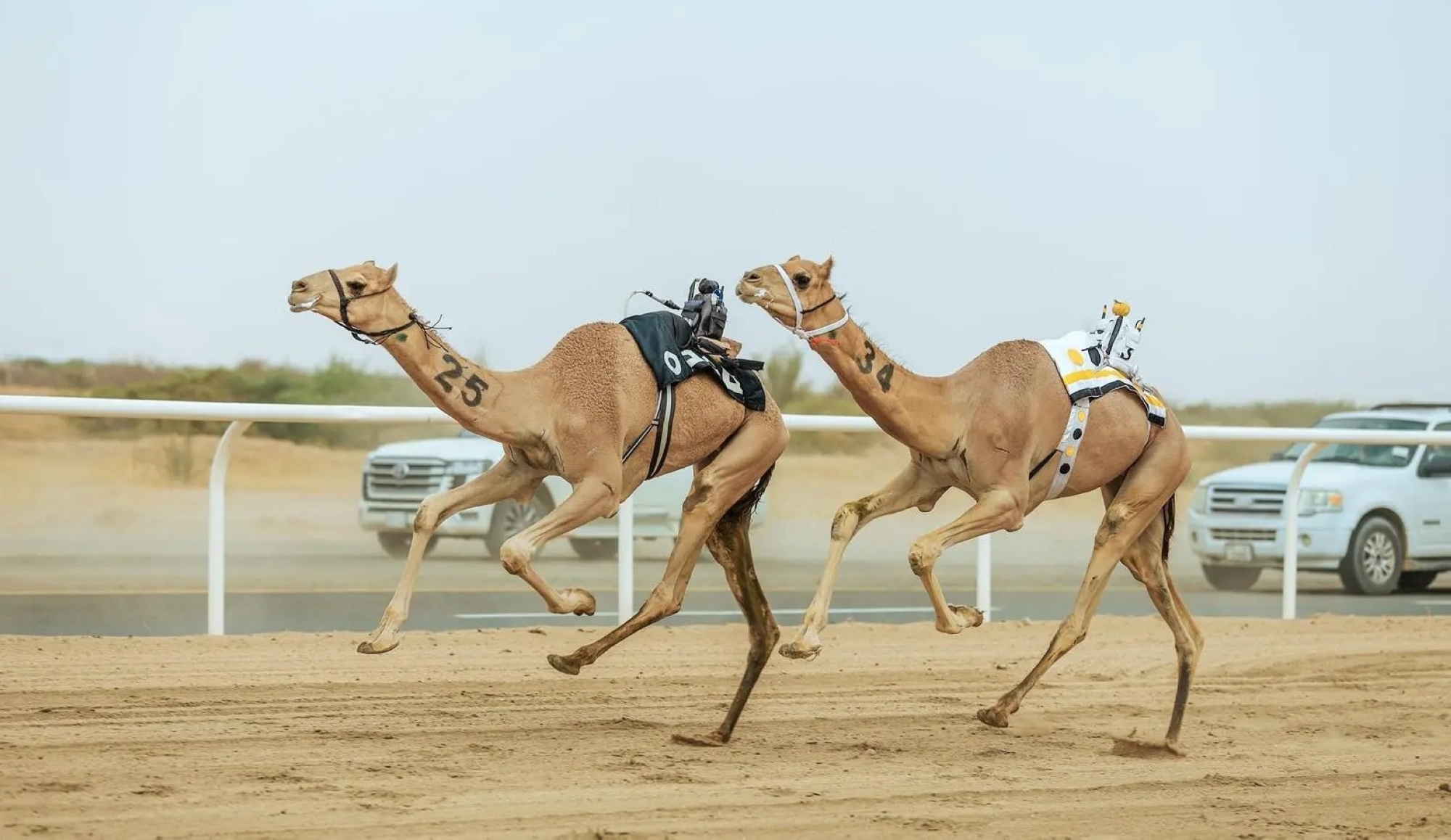 مهرجان ولي العهد للهجن