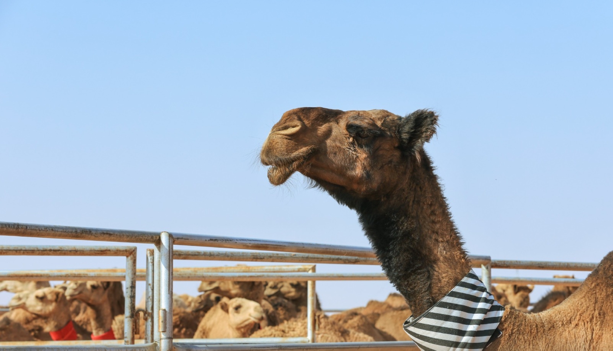 منافسات مهرجان الملك عبدالعزيز للإبل بنسخته الثامنة