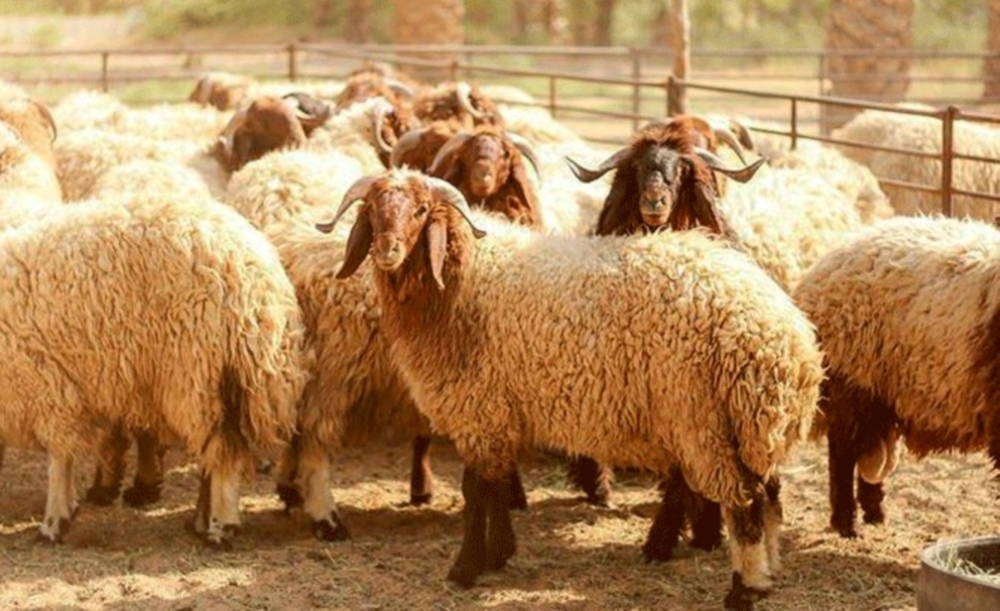 الذكاء الاصطناعي يرصد ما يقارب 30 أضحية في الدقيقة