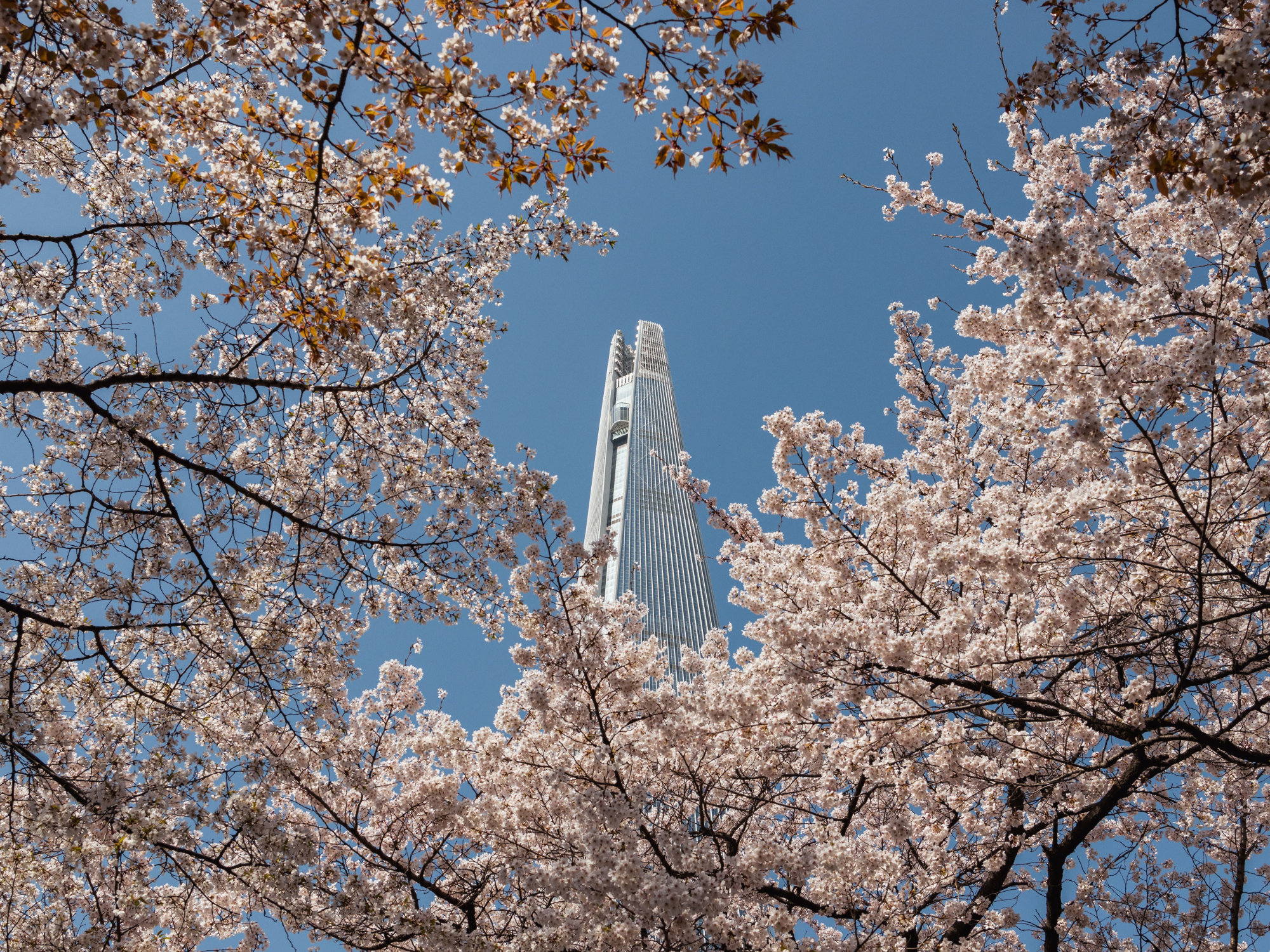 فصل الربيع في كوريا الجنوبية وألوان الطبيعة النابضة بالحياة