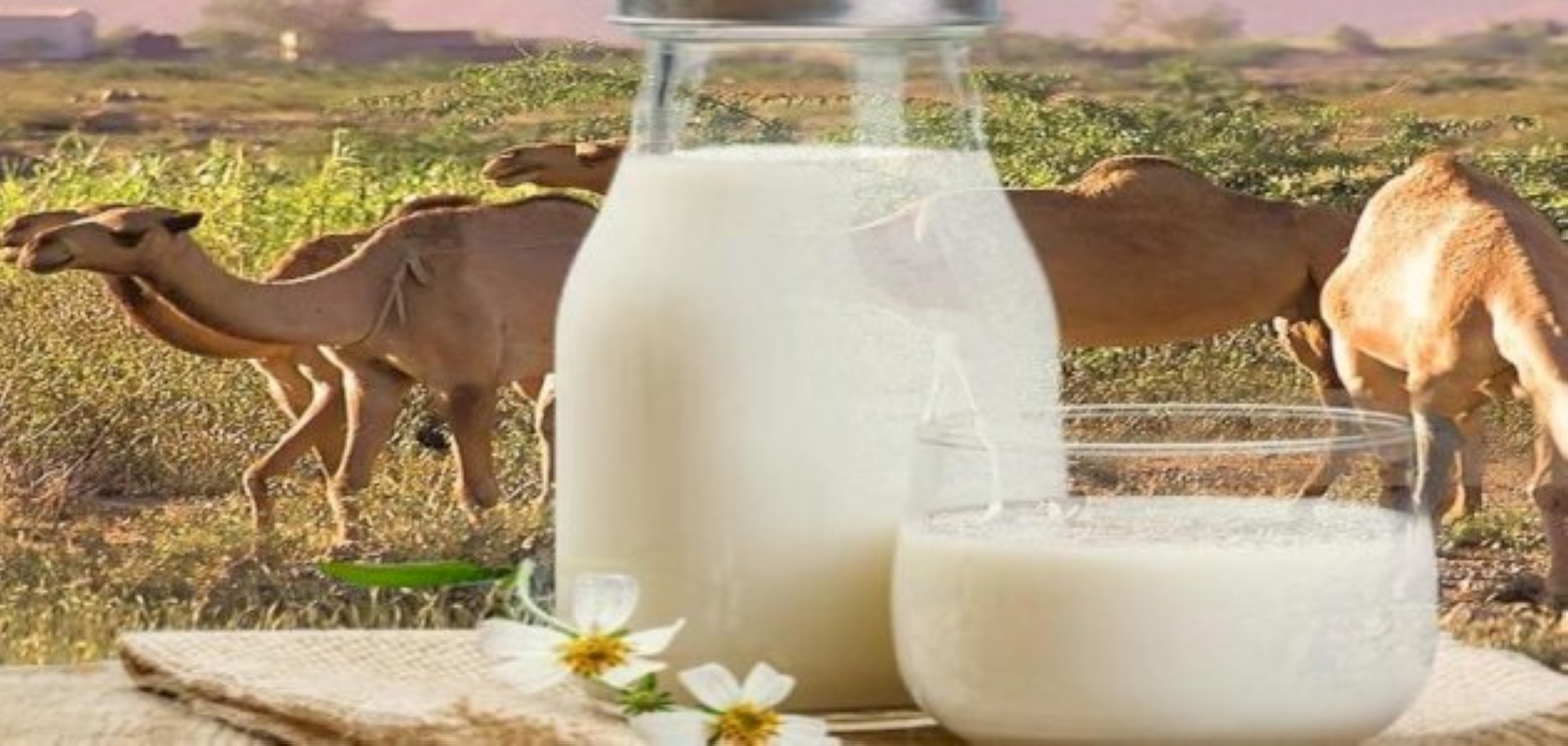 يلعب حليب الإبل دورًا مهمًا في تغزية البشرة