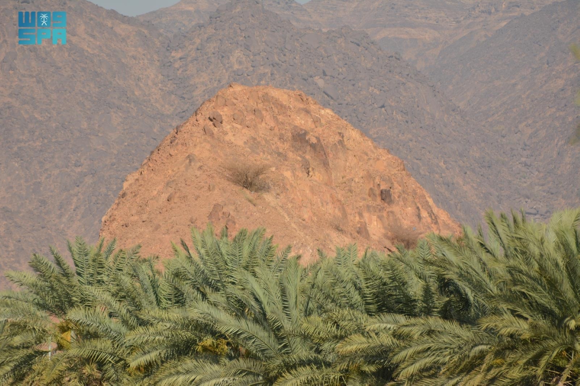 "الحضن" تزود الأسواق المحلية بمختلف أنواع المحاصيل الزراعية
