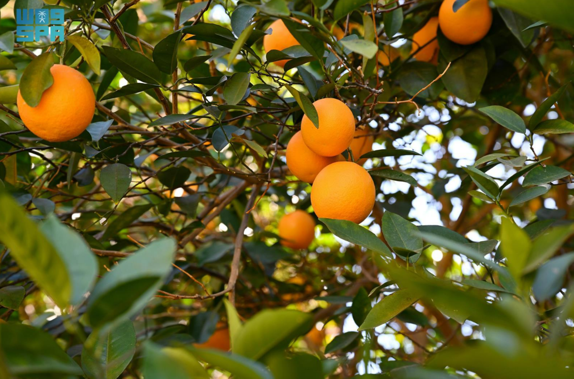  يبدأ الموسم في شهر يوليو ويستمر حتى شهر مارس من كل عام