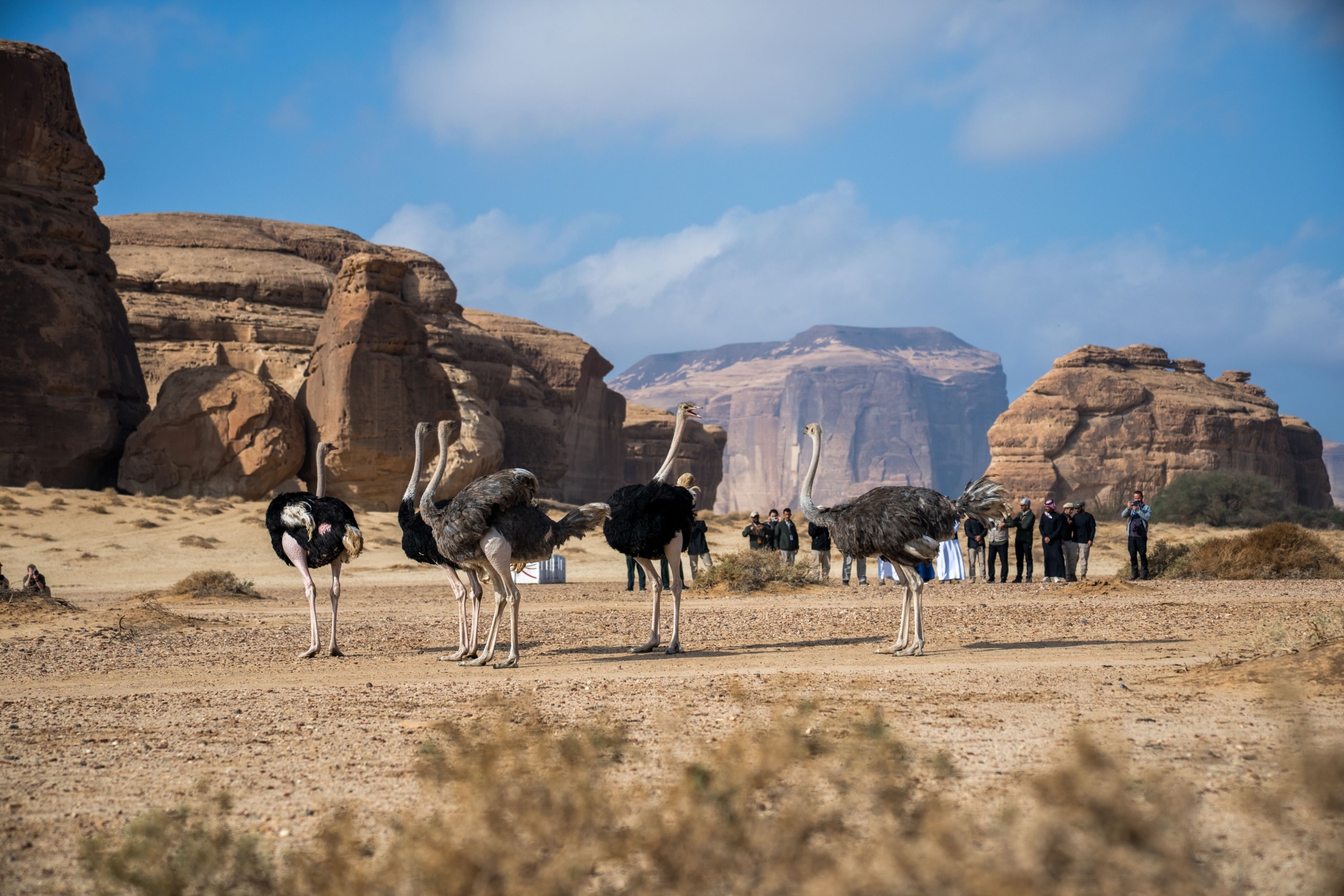 إطلاق 10 آلاف كائن فطري ضمن برامج إعادة التوطين