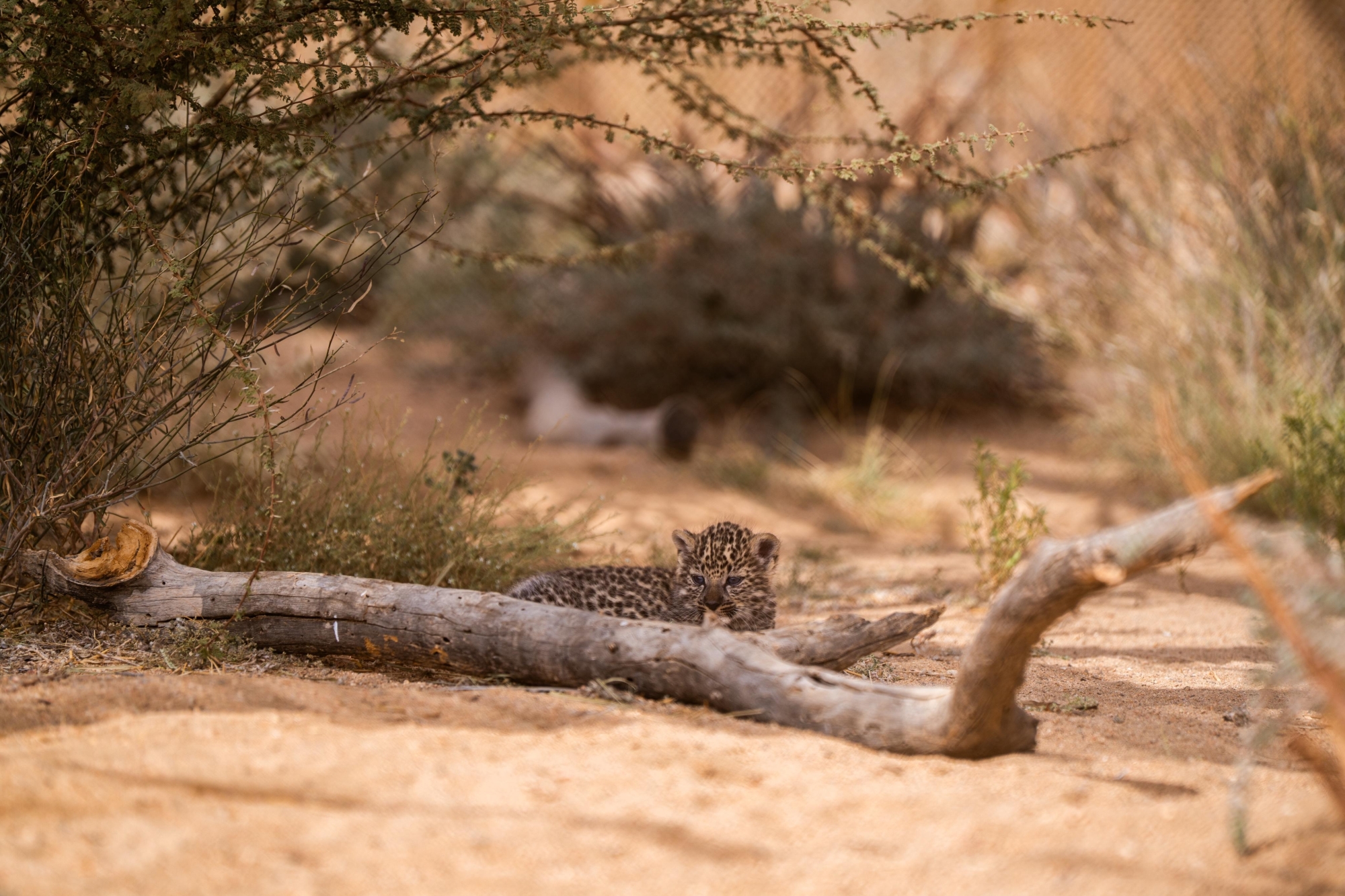 إرث العُلا التاريخي يقود جهود حماية النمر العربي 
