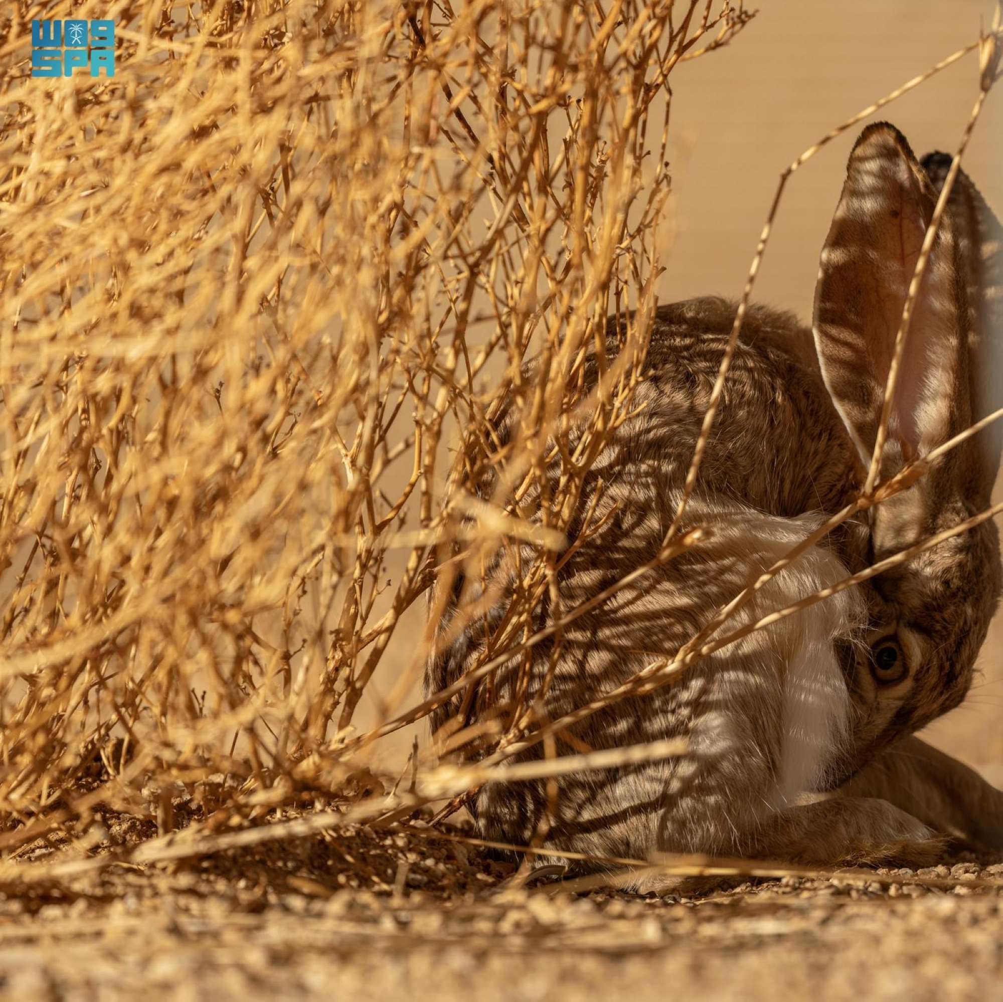 إعادة توطين "الأرنب العربي" في محمية ولي العهد