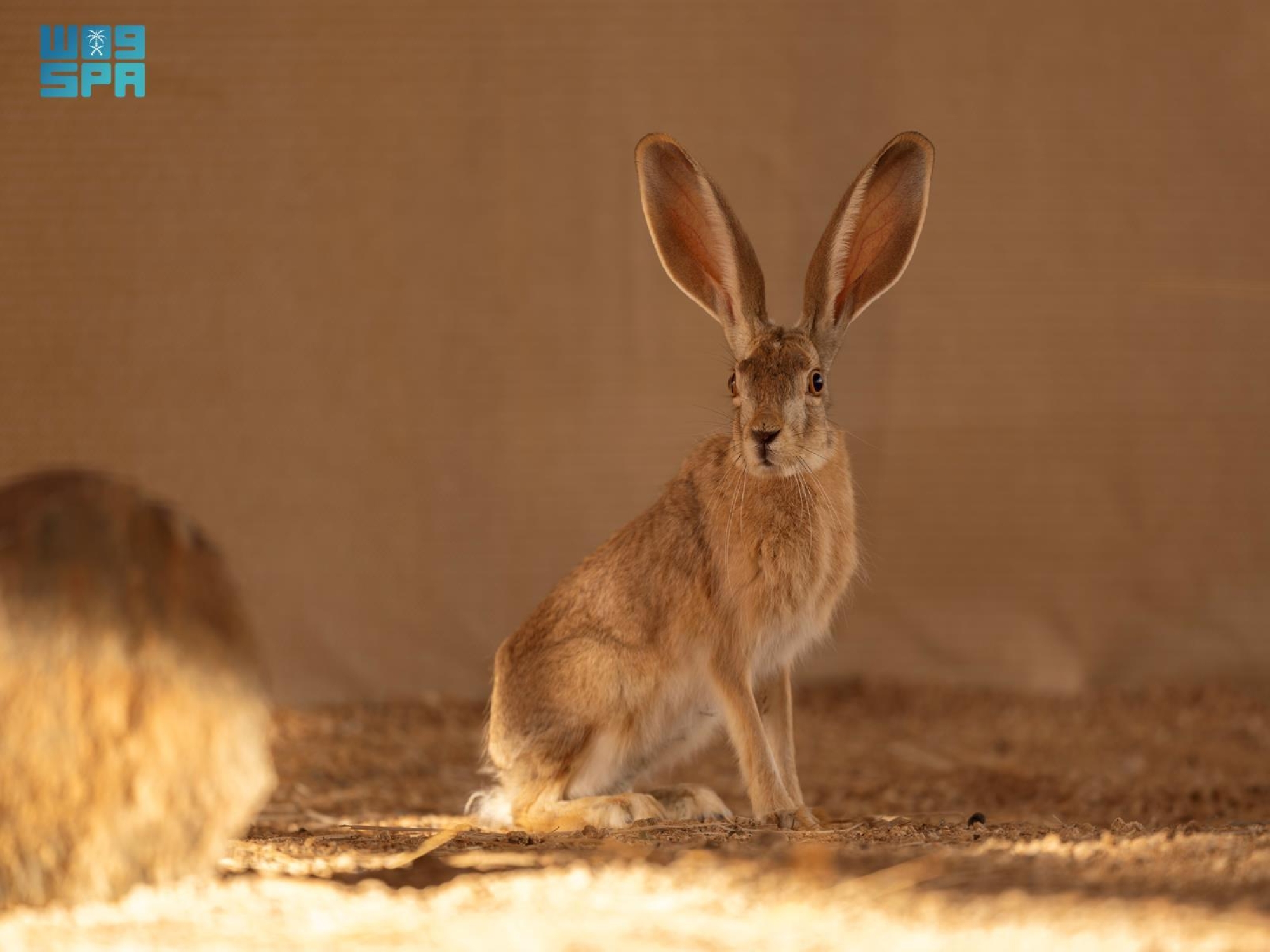 إعادة توطين "الأرنب العربي" في محمية ولي العهد