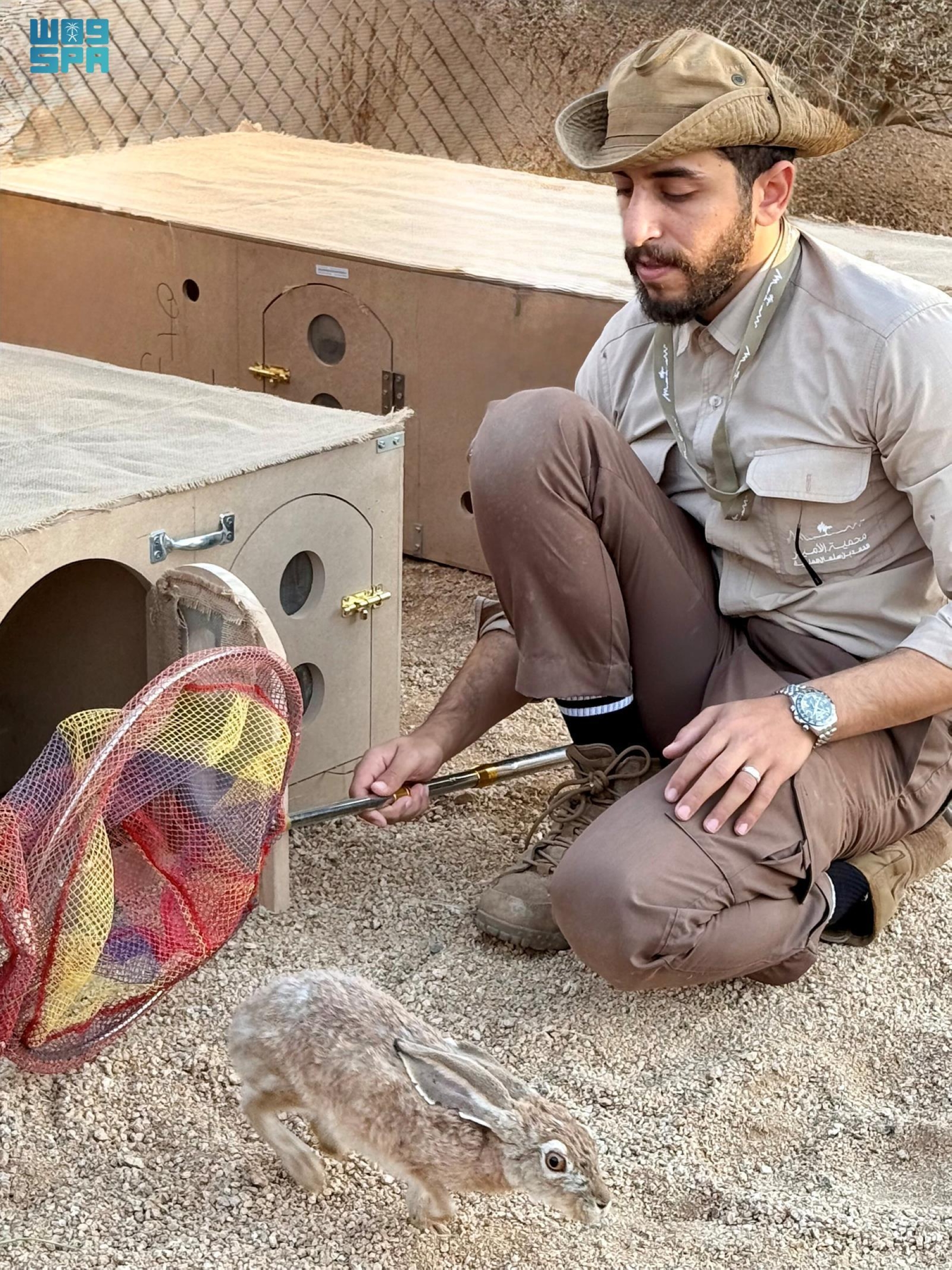 الأرنب العربي يقوم بالرعي ونثر البذور بصفته حيوانًا عاشبًا