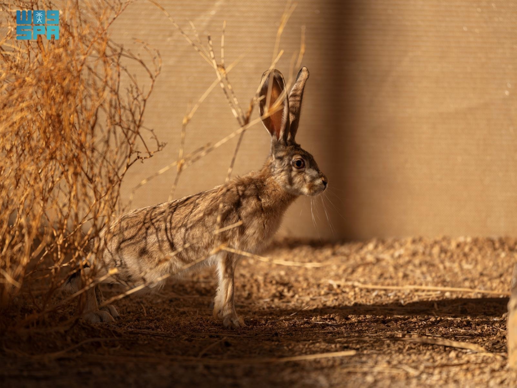 إعادة توطين "الأرنب العربي" في محمية ولي العهد