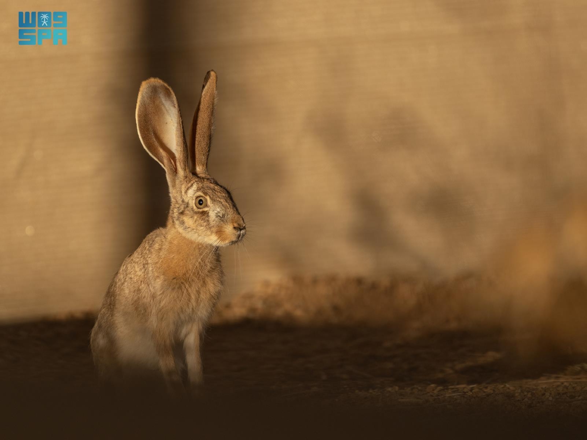 إعادة توطين "الأرنب العربي" في محمية ولي العهد