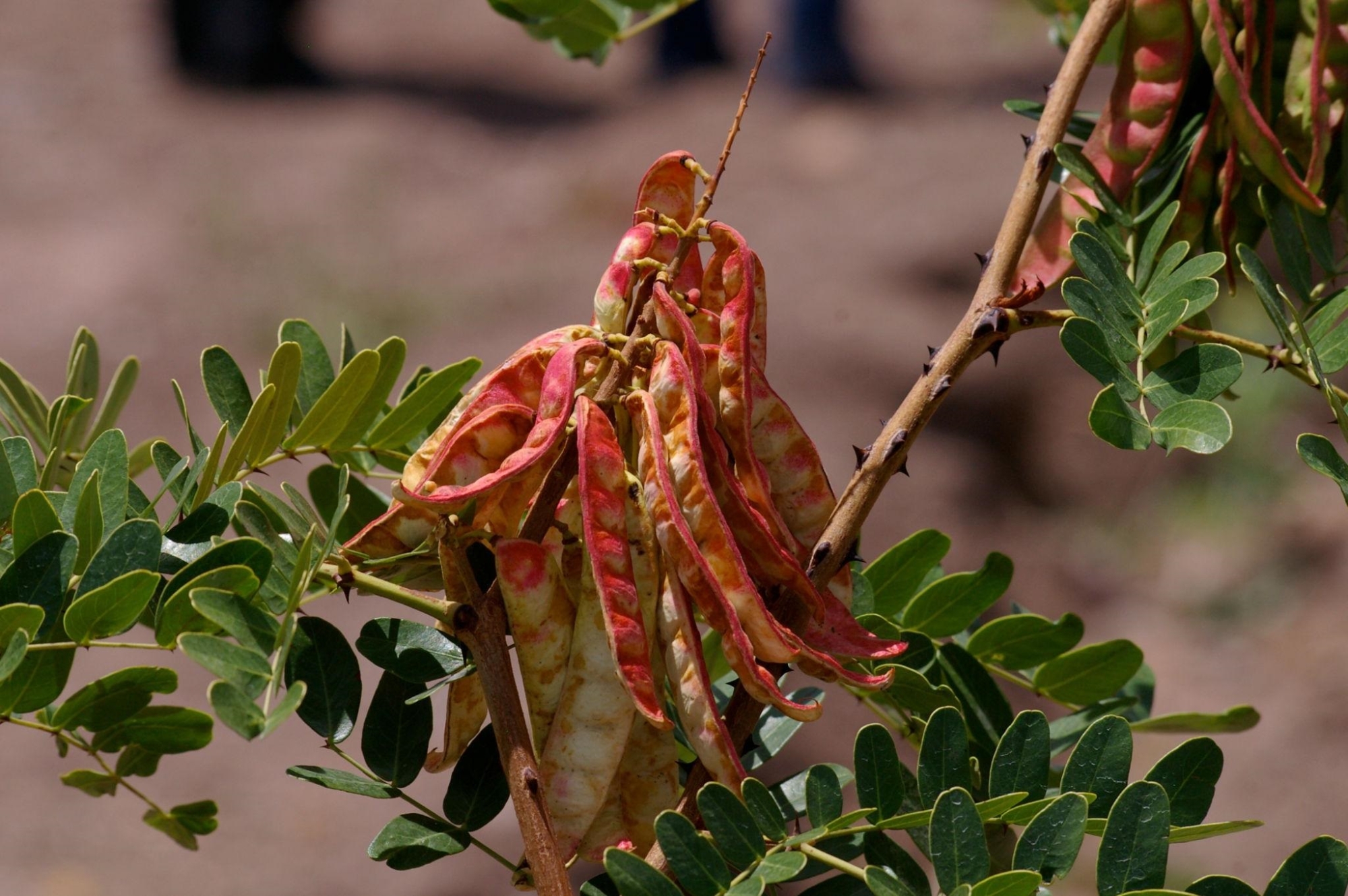  يساعد على تنعيم الطبقة الخارجية