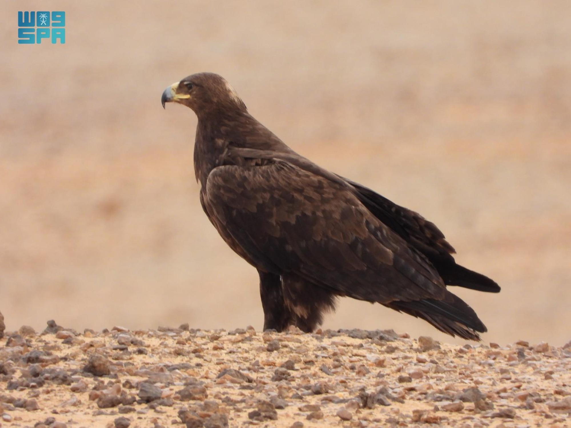 نُفذت عمليات الرصد خلال فترات الصباح الباكر وما بعد العصر