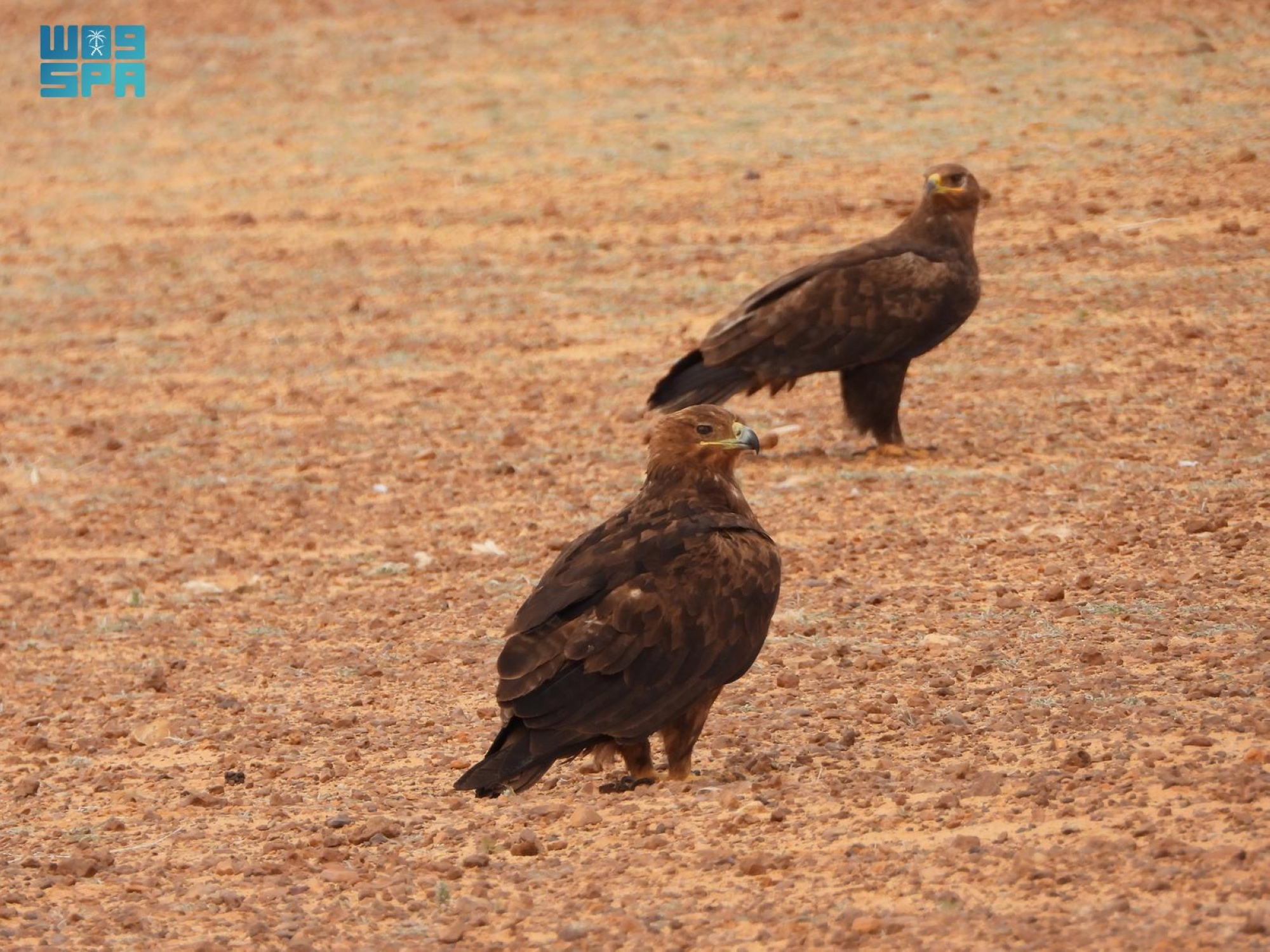 نُفذت عمليات الرصد خلال فترات الصباح الباكر وما بعد العصر