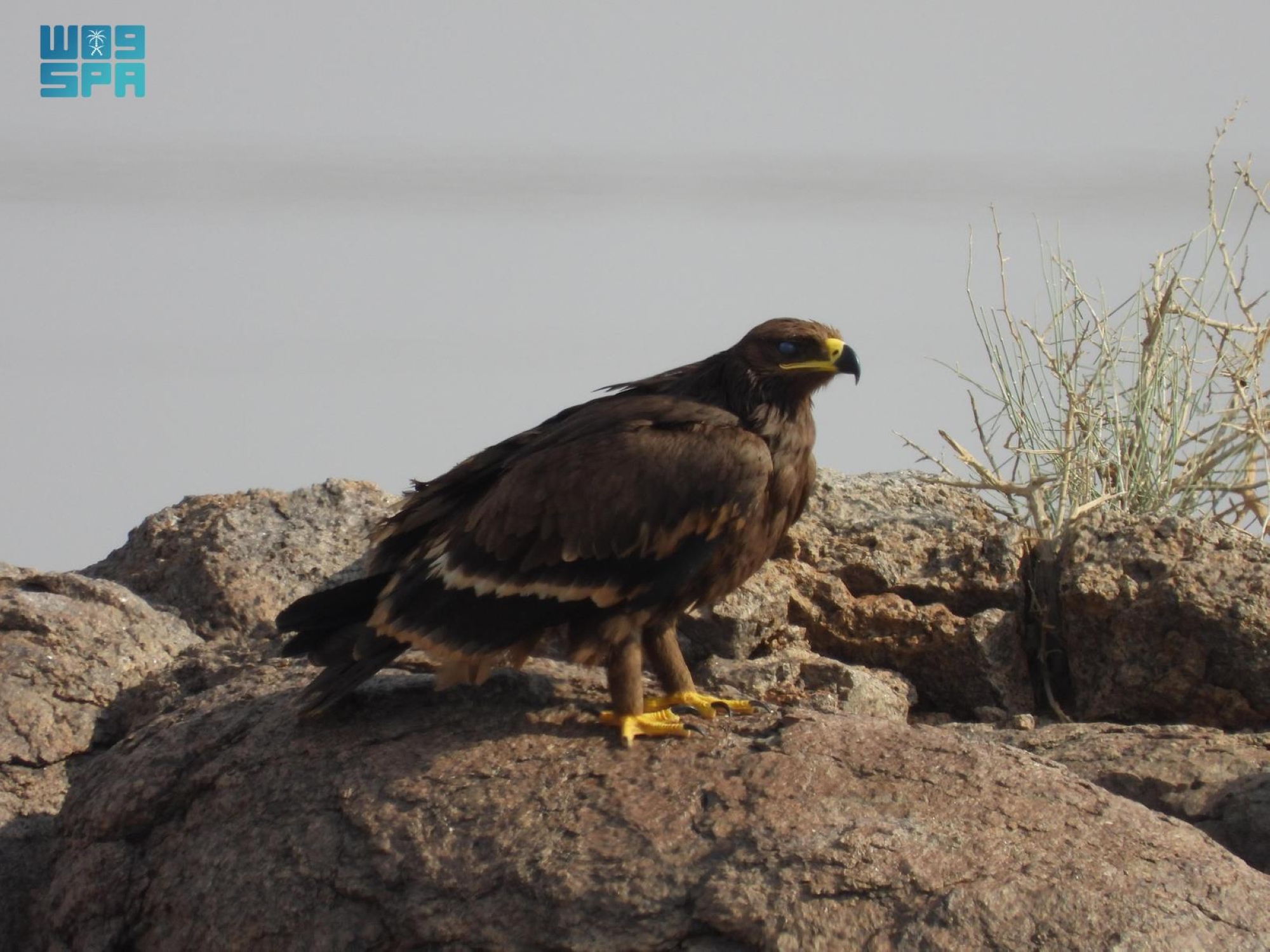 نُفذت عمليات الرصد خلال فترات الصباح الباكر وما بعد العصر