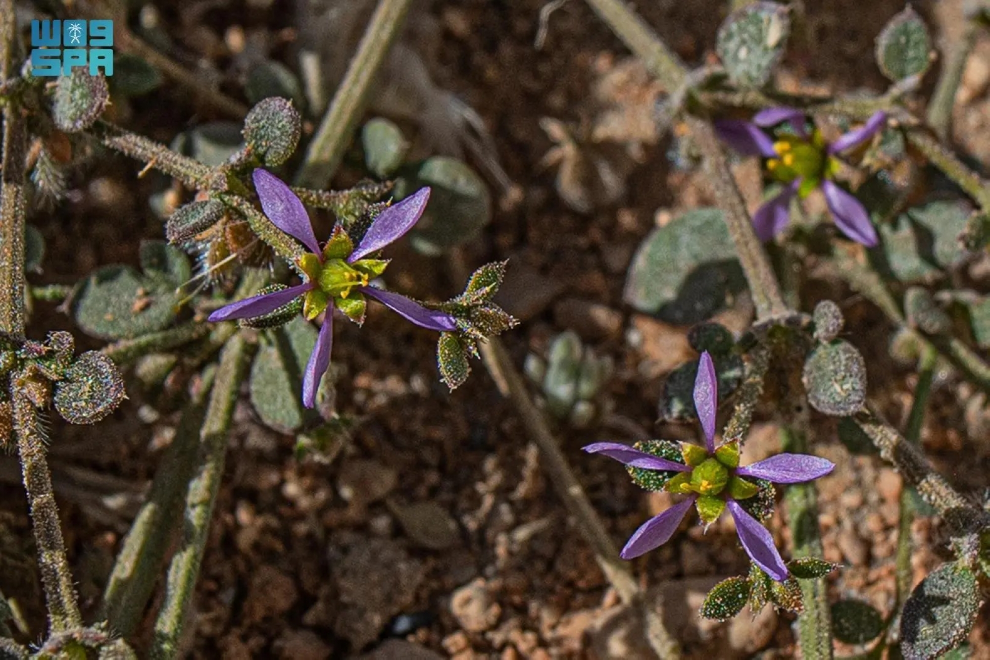 "الشكاعة الصمغية".. شجيرة صحراوية بدور بيئي محوري