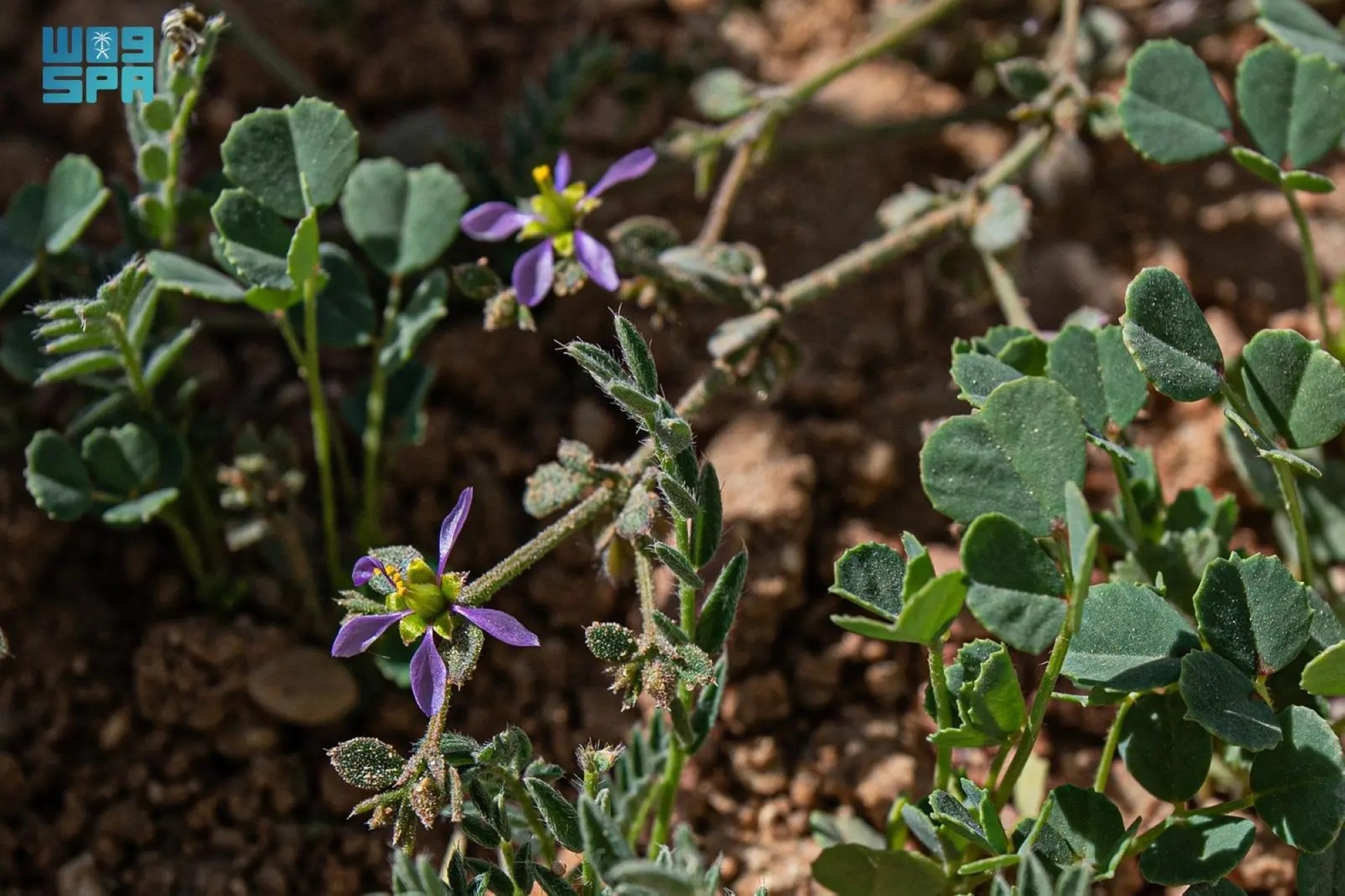 "الشكاعة الصمغية".. شجيرة صحراوية بدور بيئي محوري