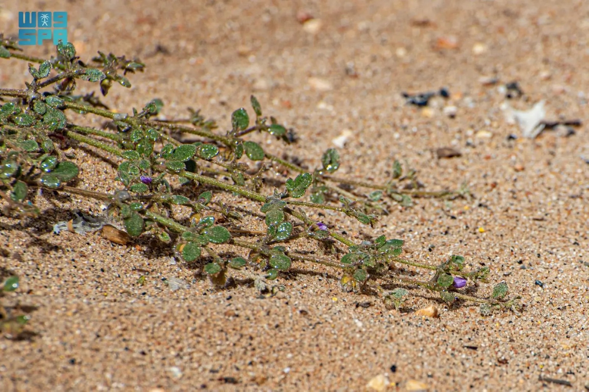"الشكاعة الصمغية".. شجيرة صحراوية بدور بيئي محوري