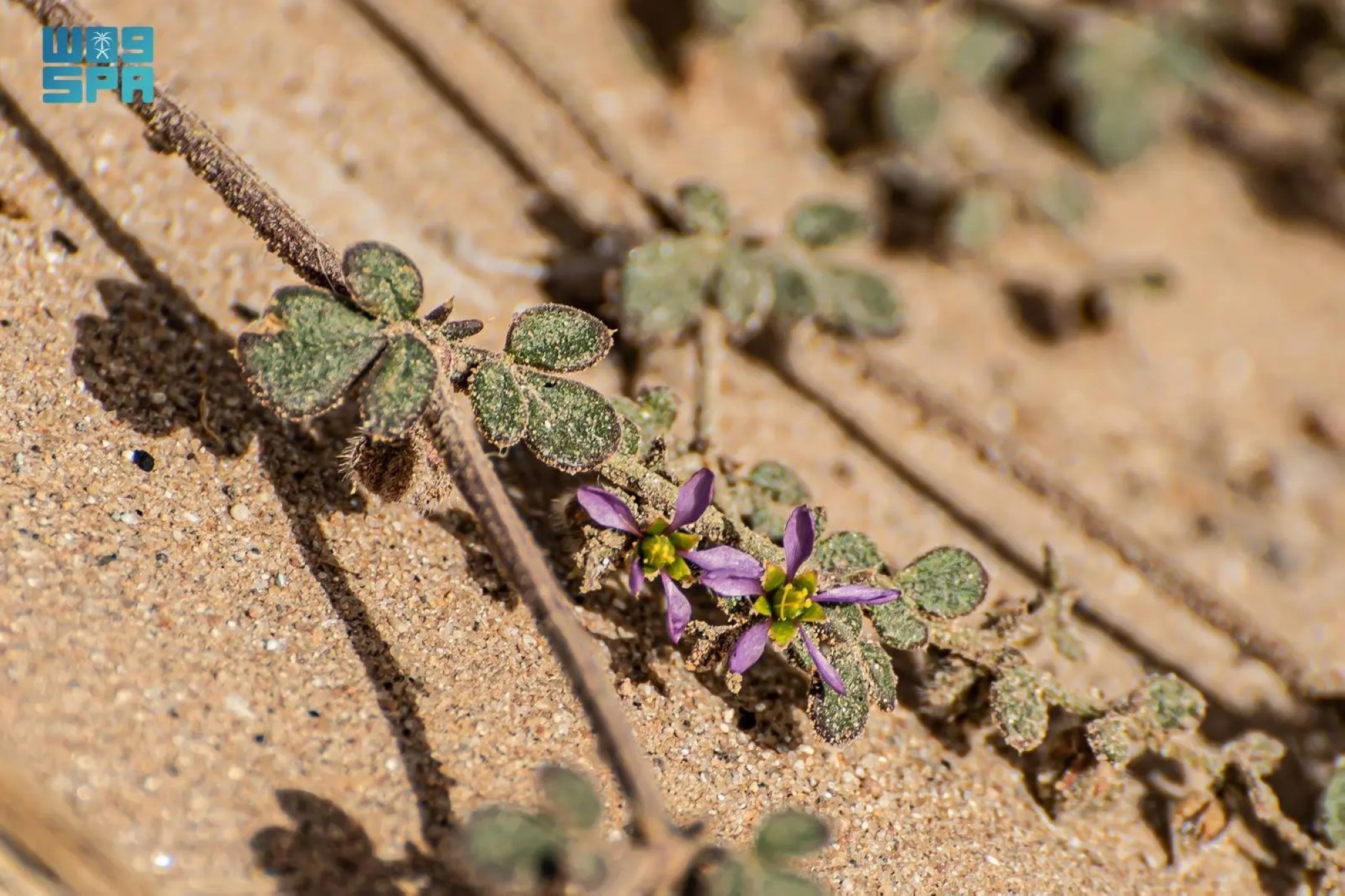"الشكاعة الصمغية".. شجيرة صحراوية بدور بيئي محوري