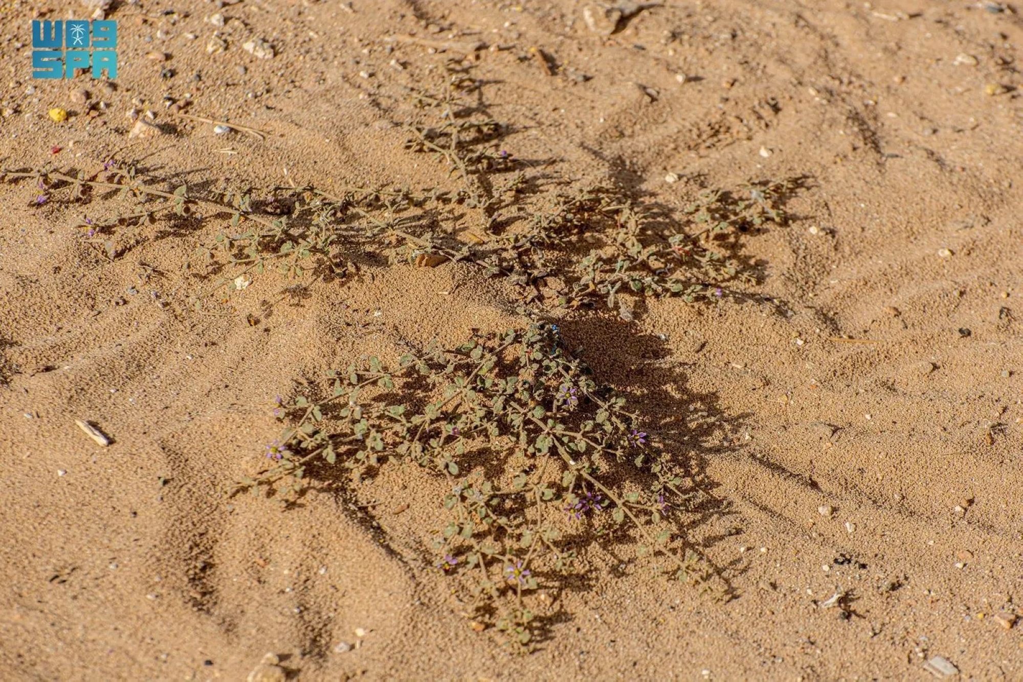 "الشكاعة الصمغية".. شجيرة صحراوية بدور بيئي محوري