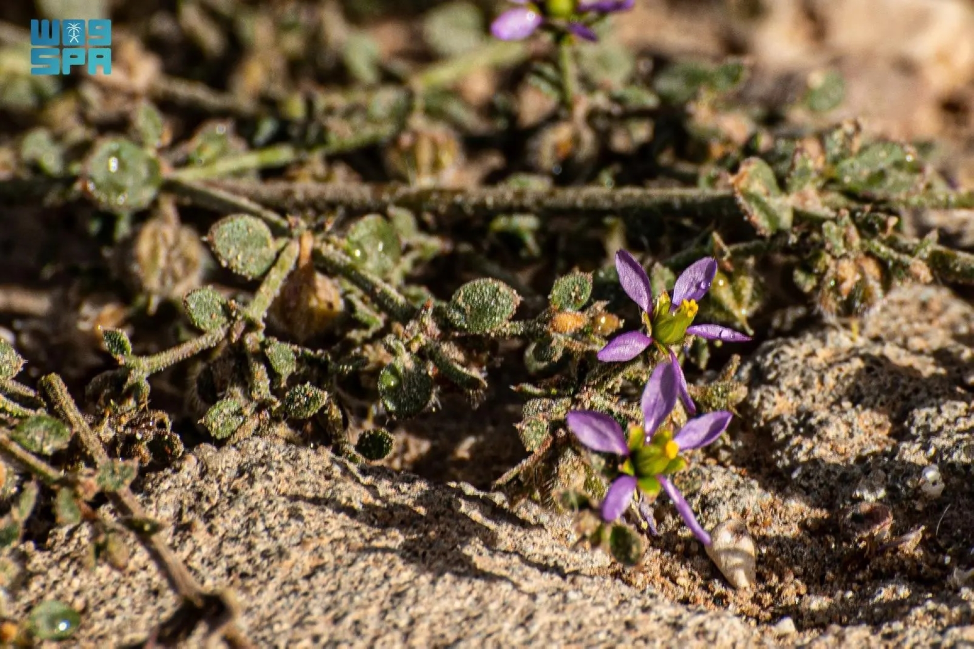"الشكاعة الصمغية".. شجيرة صحراوية بدور بيئي محوري
