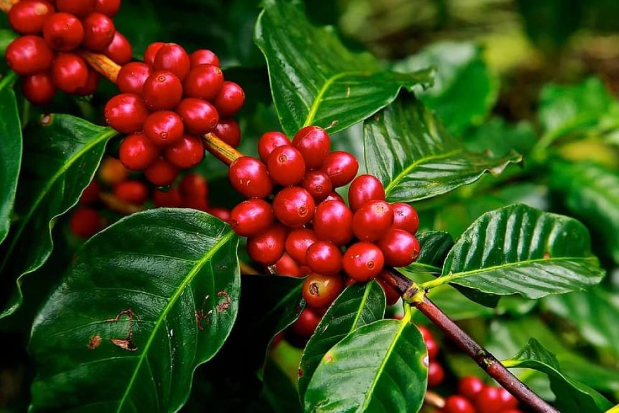 تضمنت الاشتراطات وجود بطاقة بيانات صادرة من جهة الاعتماد ببلد المنشأ