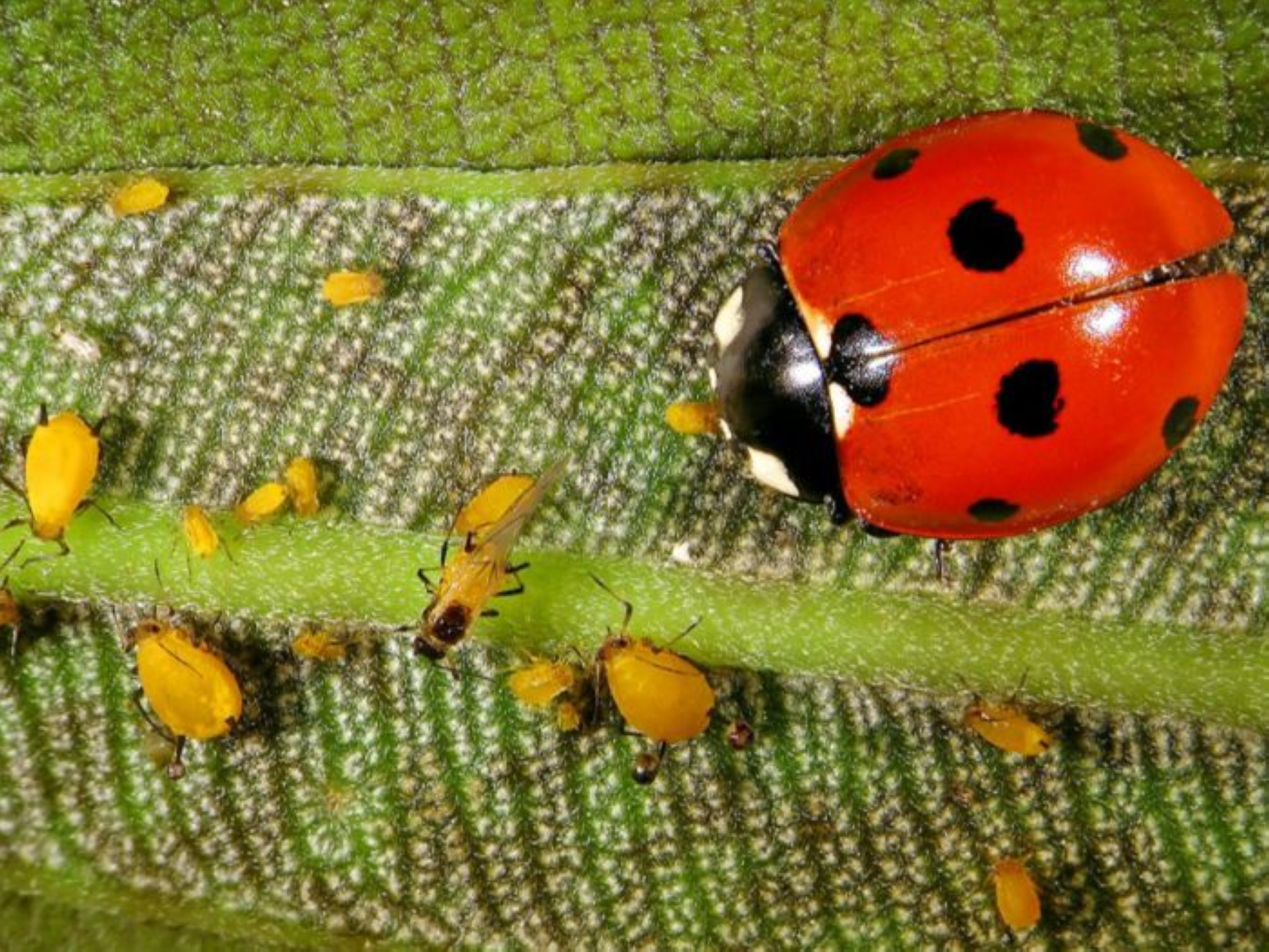 يهدف الدليل إلى تنظيم تسجيل وإكثار وإنتاج واستيراد ومراقبة الأعداء الحيوية