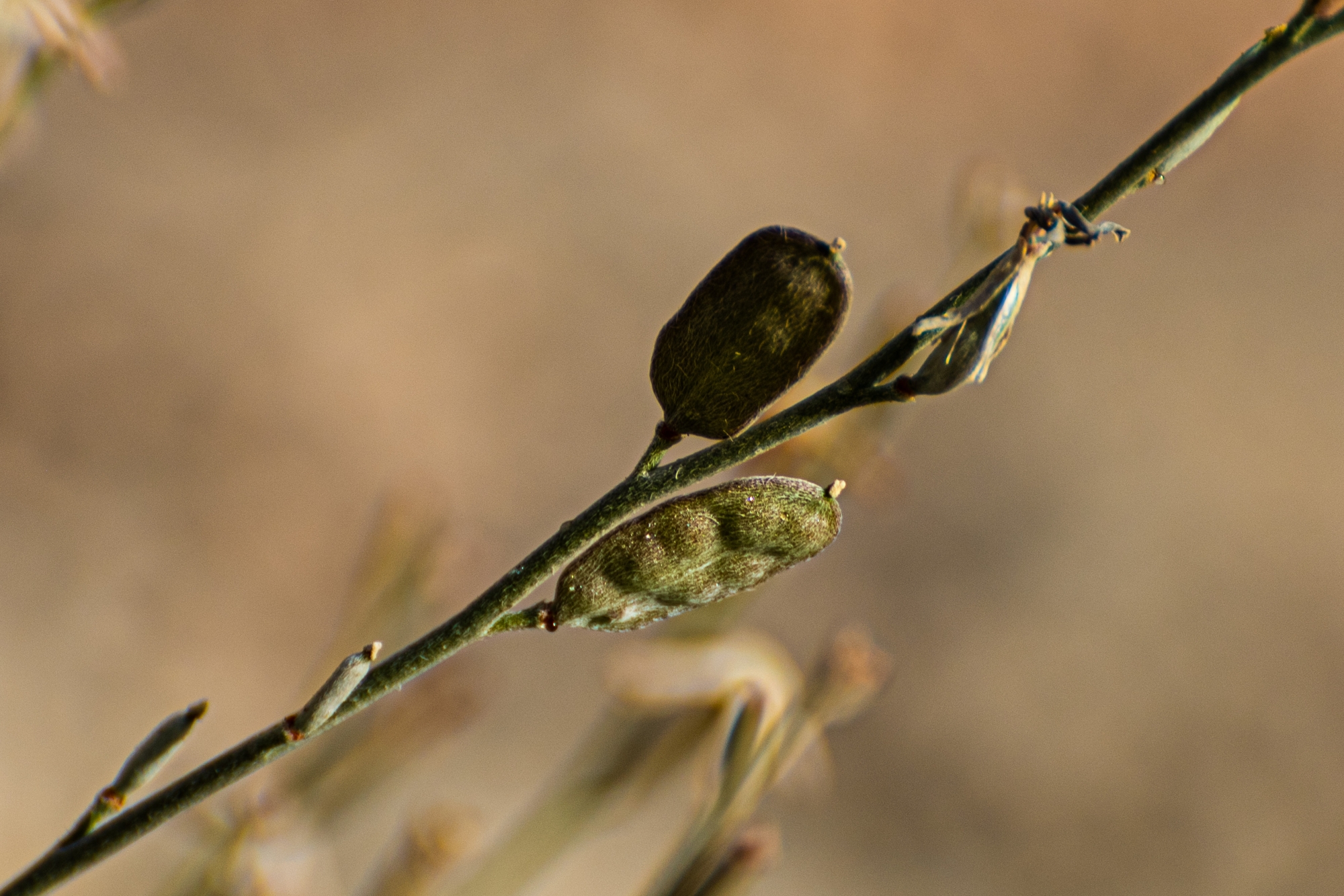 "الجريباء".. شجيرة صحراوية تدعم التوازن البيئي