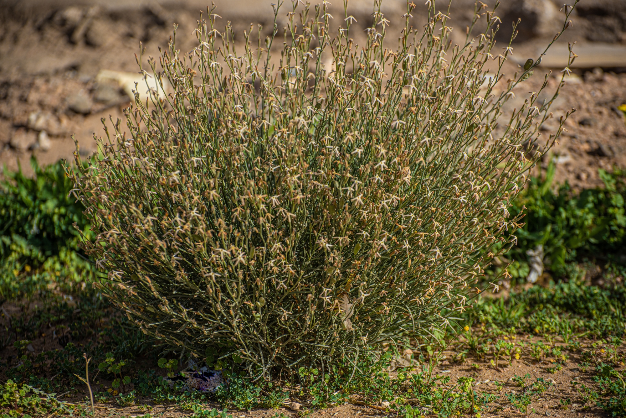 "الجريباء".. شجيرة صحراوية تدعم التوازن البيئي