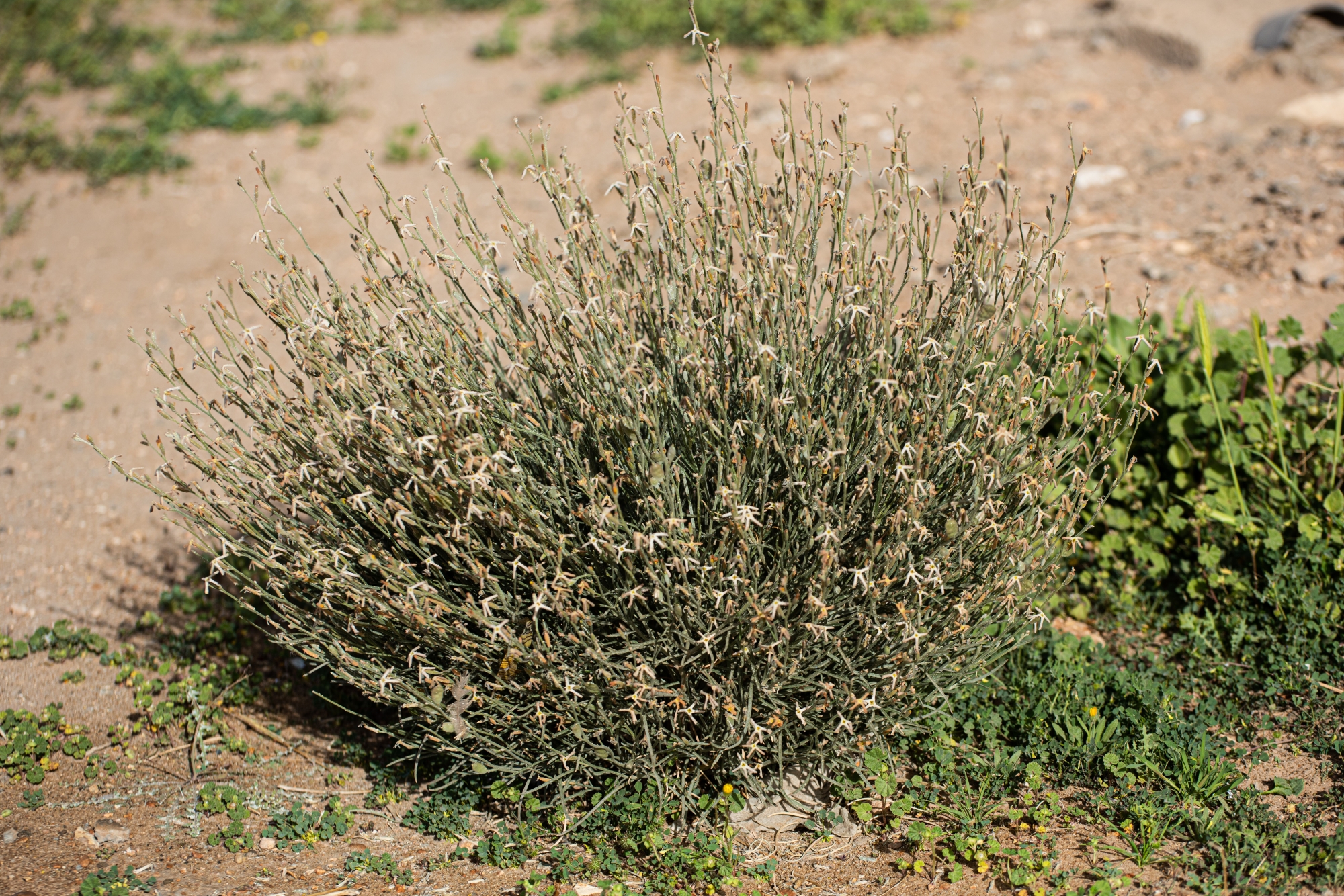 "الجريباء".. شجيرة صحراوية تدعم التوازن البيئي